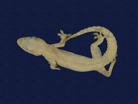 藏品(蝎虎)的圖片